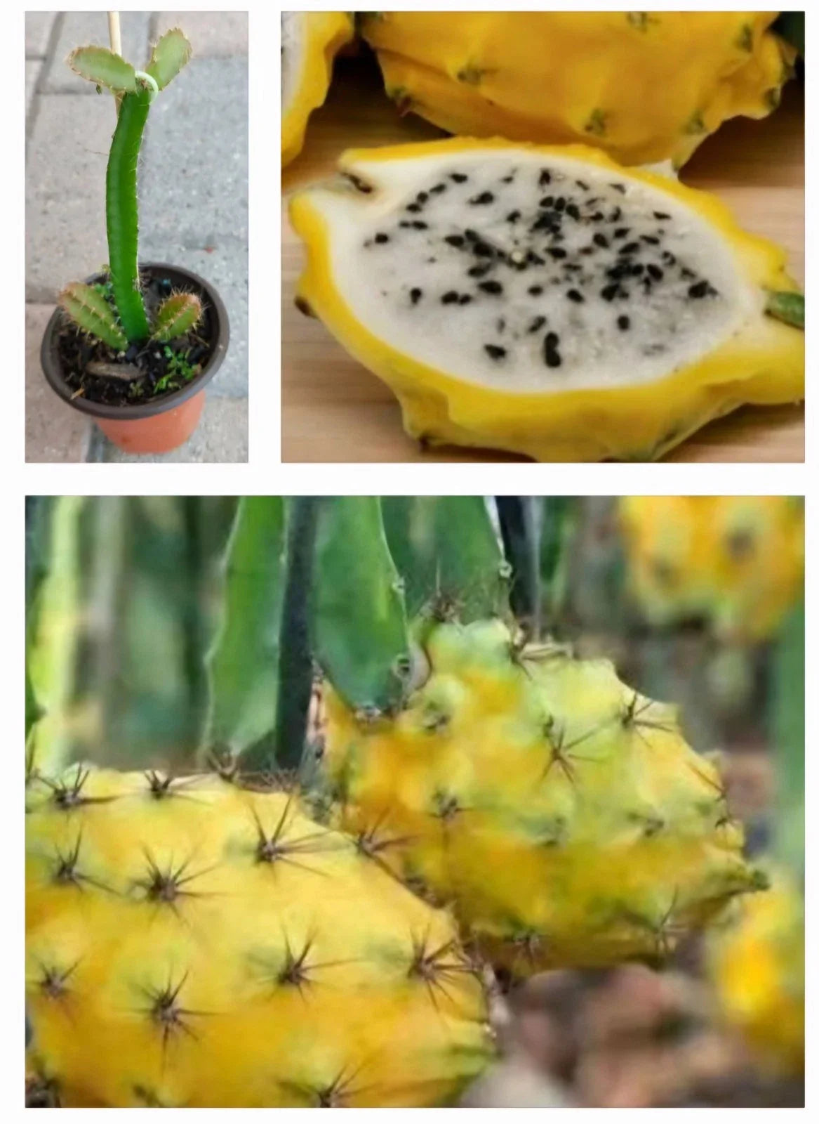 Rooted Yellow Dragon Fruit Plant in Pot | Hylocereus megalanthus | Live Climbing Vine for Indoor Outdoor Gardening