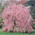 Weeping Pink Cherry Tree Seeds - Flowering Japanese Ornamental Shrub - Prunus serrulata 'Pendula'