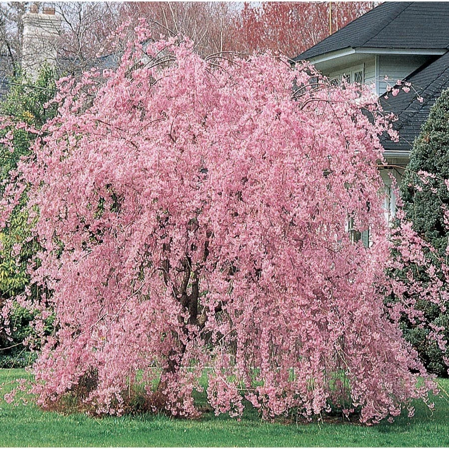 Weeping Pink Cherry Tree Seeds - Flowering Japanese Ornamental Shrub - Prunus serrulata 'Pendula'