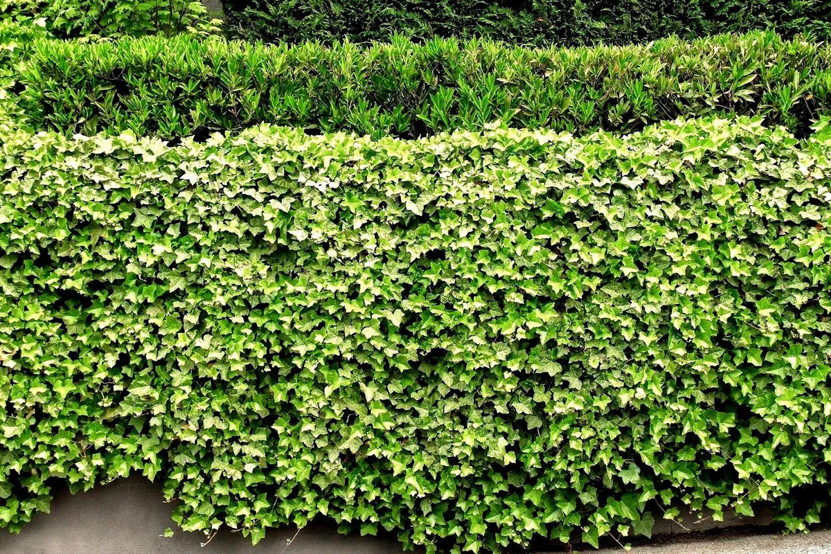 English Ivy Live Roots 5 Pack - Hedera helix Green Ground Cover Plants