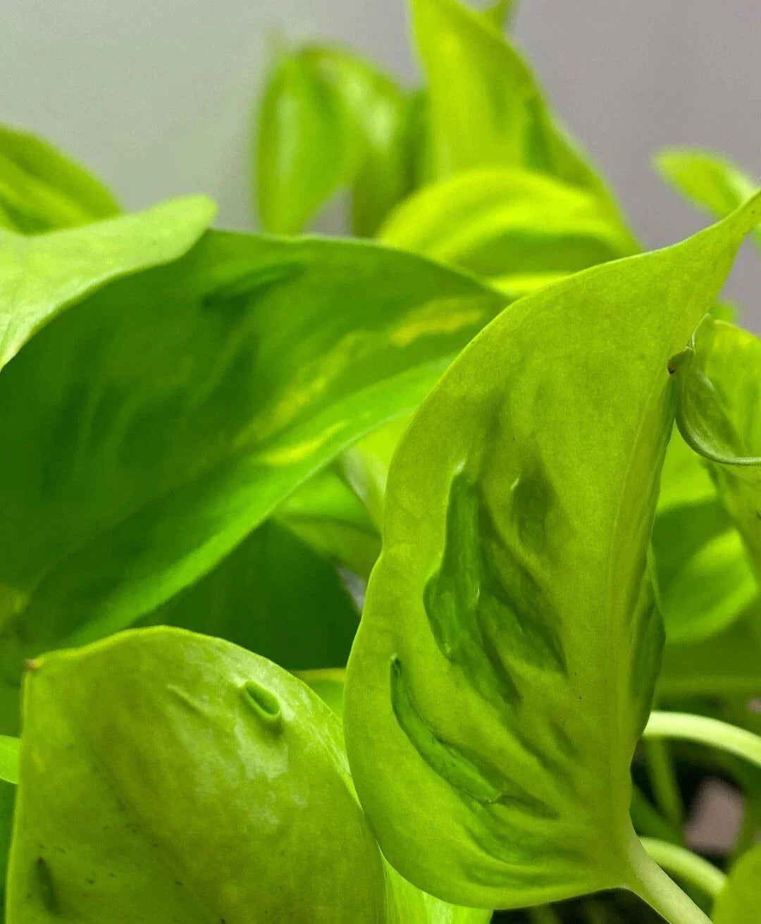 Pothos Cuttings - 3 Fresh Epipremnum aureum 'Champs Elysees' Indoor Plant, Variegated Green & Gold