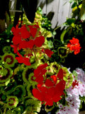 Geranium Cuttings 6 Inches Bright Orange Flowers Pelargonium spp. 3 Pieces