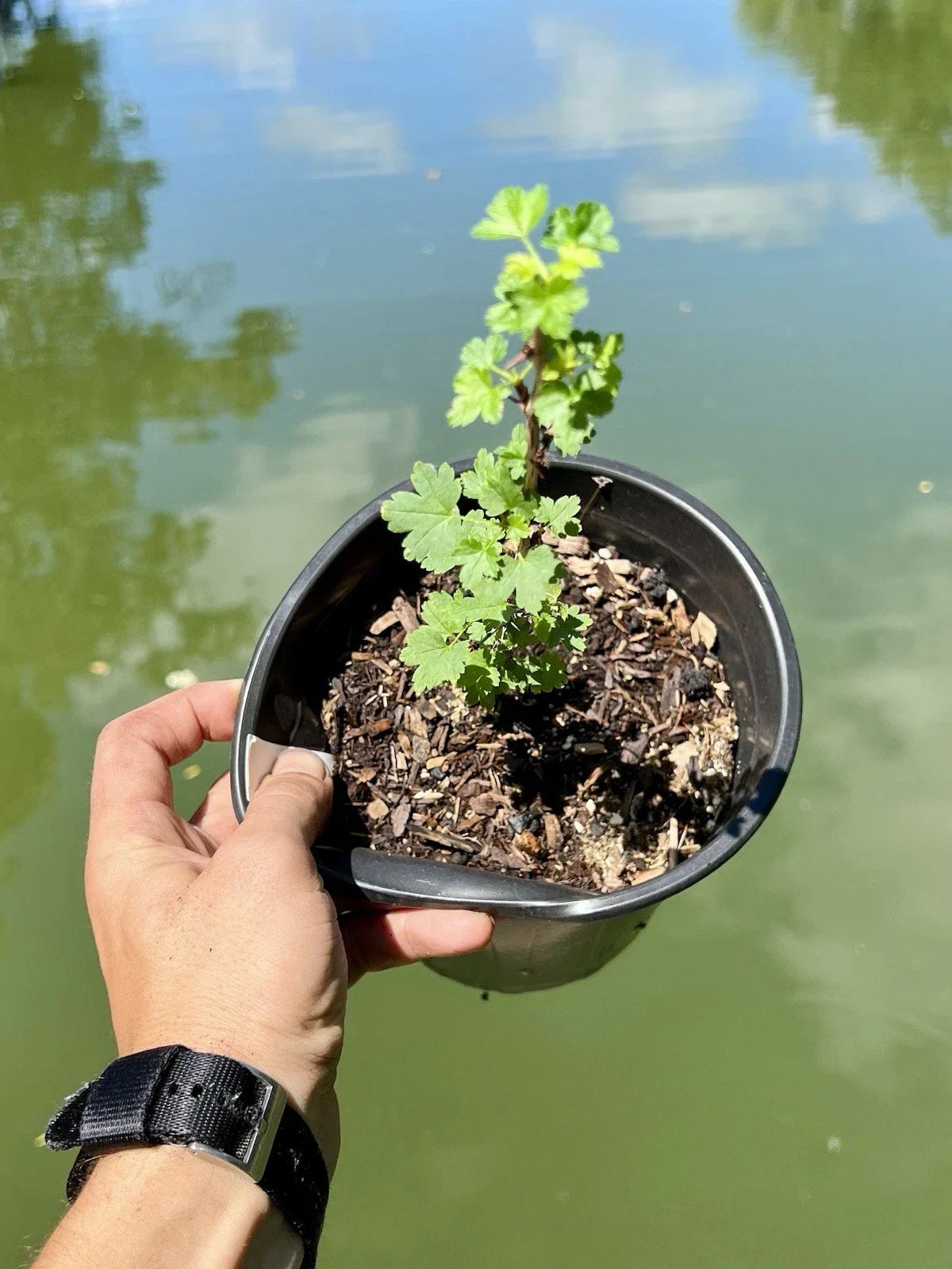 Black Velvet Gooseberry Starter Plant - Ribes nigrum - Zones 3-8