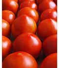 Early Girl Tomato Seeds - 30+ Heirloom Red Variety, Fast-Growing Solanum lycopersicum for Home Gardening
