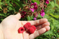 Thornless Purple Flowering Raspberry Live Starter Plant – Self-Pollinating Rubus odoratus