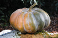 Musque De Province Pumpkin Seeds - Heirloom Cucurbita pepo, Large Ribbed Orange-Brown, 10 Seeds for Planting