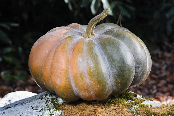 Musque De Province Pumpkin Seeds - Heirloom Cucurbita pepo, Large Ribbed Orange-Brown, 10 Seeds for Planting