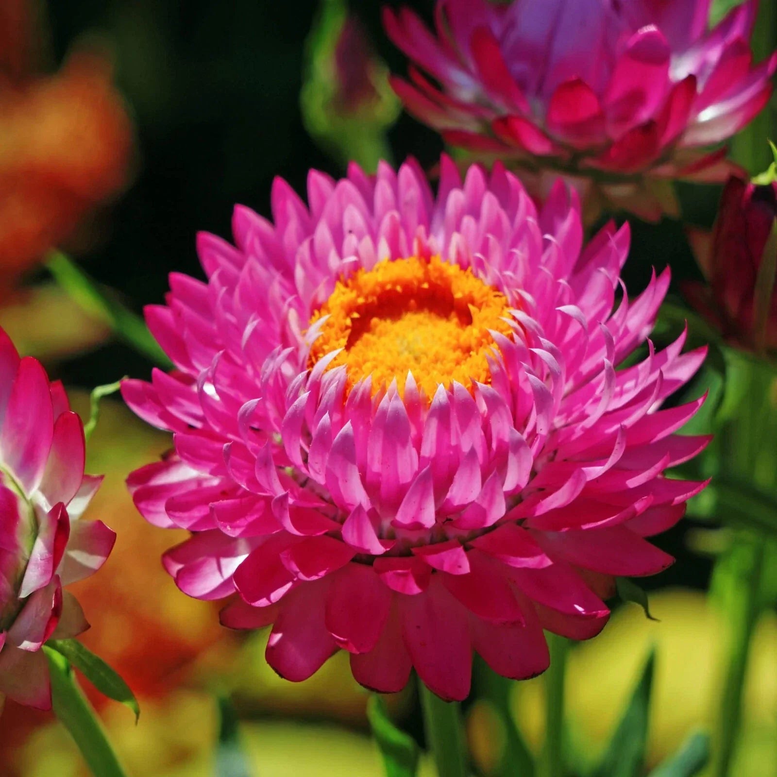 Purple Red Strawflower Seeds | Non-GMO Heirloom | Helichrysum bracteatum