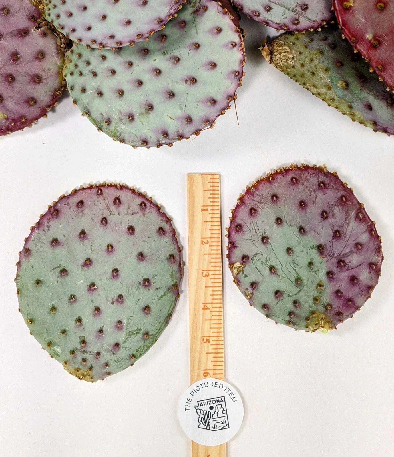 Santa Rita Purple Prickly Pear Cactus 3 Pack - Opuntia violacea, 5-6 inch potted succulents, drought-tolerant, indoor outdoor cactus