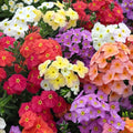 Coral Reef Phlox Seeds - Perennial Flower Seeds for Bees & Butterflies - Phlox paniculata - 50 Pack