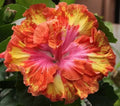 Hibiscus Seeds - 20 Pink, Yellow, Orange Perennial Flower Seeds - Hibiscus rosa-sinensis - Garden, Container, Pollinator Attracting