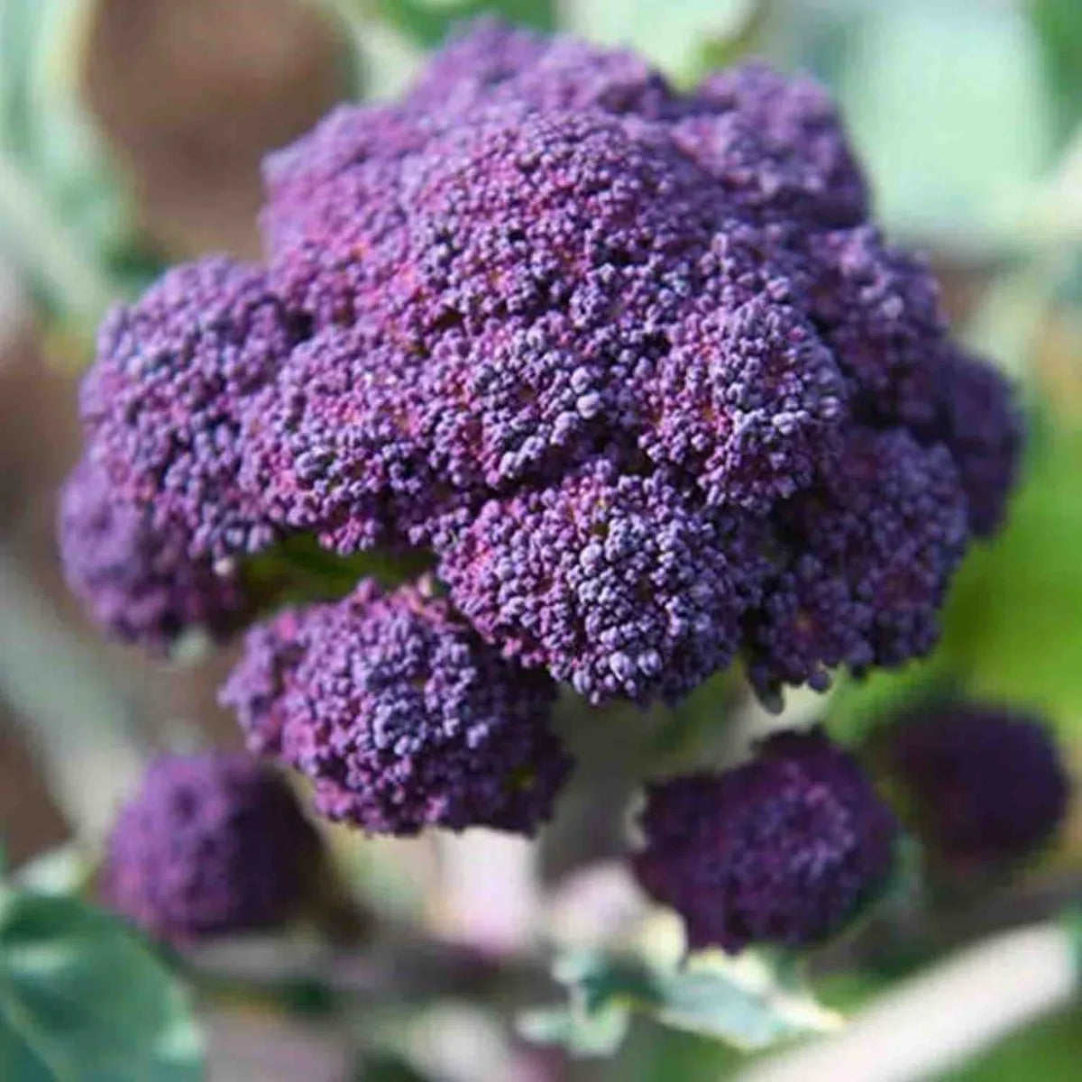 Early Purple Sprouting Broccoli Seeds 400+ Count Non-GMO Heirloom Brassica oleracea var. italica