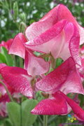 Sweet Pea Seeds - 50+ Solway Classic Semi-Dwarf Lathyrus odoratus for Garden, Container & Pollinator Attraction