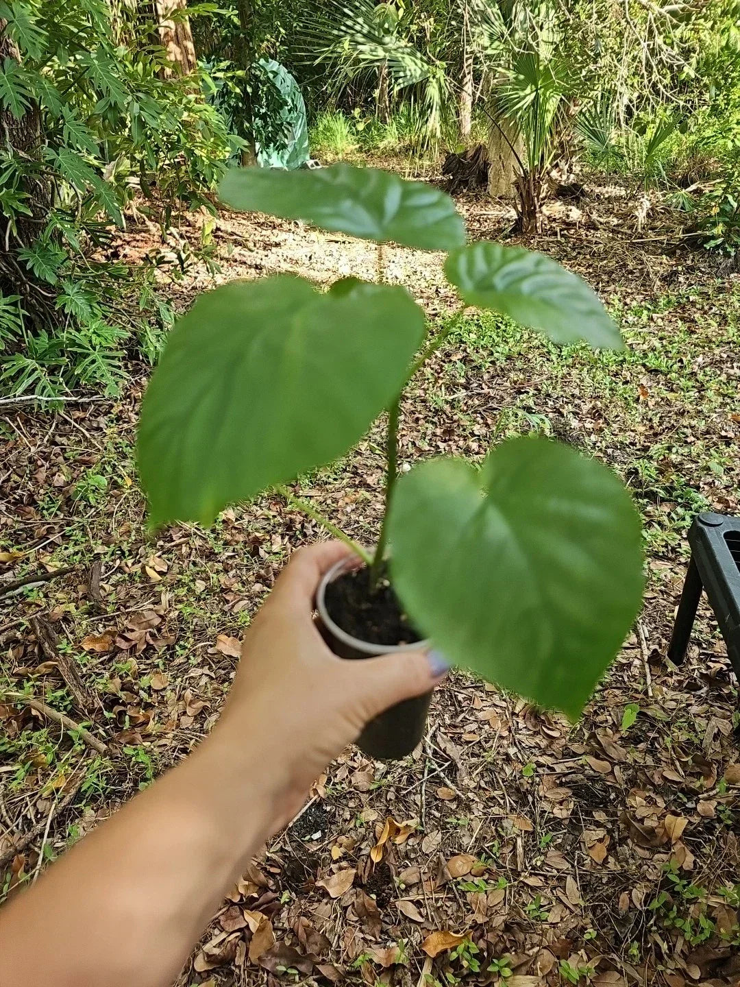 Ficus Umbrellata Live Plant 3" Pot - Rare Umbrella Tree Fig Indoor Houseplant, Tropical Ficus umbellata