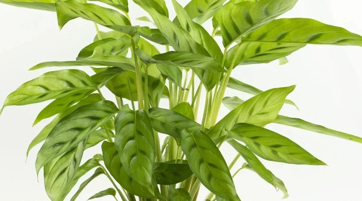 Calathea Bachemiana Seeds - 25+ Pack for Indoor & Outdoor Gardening - Calathea bachemiana Planting Seeds