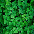 White Clover Seeds for Planting - Trifolium repens, Ground Cover, Lawn, Meadow, Easy to Grow, 1,000 Seeds