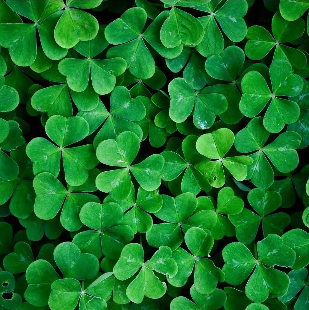 White Clover Seeds for Planting - Trifolium repens, Ground Cover, Lawn, Meadow, Easy to Grow, 1,000 Seeds