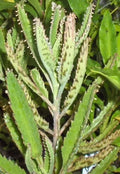 Leopard Mother of Thousands Succulent Plant - Kalanchoe Daigremontiana Alligator Plant Indoor Houseplant