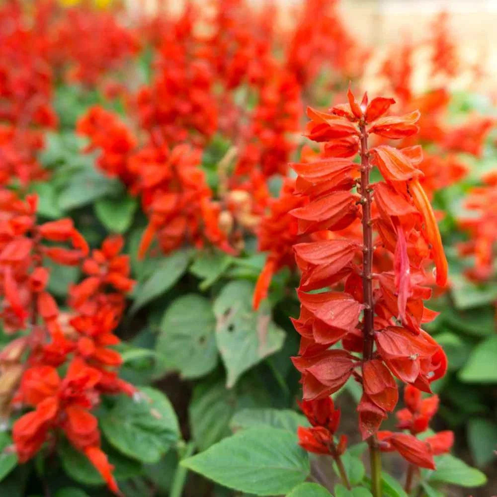 Scarlet Sage Seeds Packet of 100+ Non-GMO Salvia Coccinea Perennial Herb for Pollinator Gardens