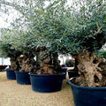 Canino Olive Tree Seeds - Olea europaea, Edible Fruit, European Olive Plant, Garden, Container, 20 Seeds