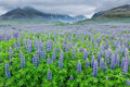 European Lupine Seeds - Perennial Wildflower for Garden, Cut Flowers, Pollinators - Lupinus polyphyllus, Blue, Purple, White