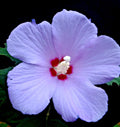 Live Plant Starter Bush Tree - Purple Rose of Sharon Hibiscus syriacus - 6" to 1' Tall Garden Shrub