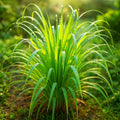 Lemongrass Seeds - 400+ Non-GMO Cymbopogon citratus for Culinary & Mosquito Repellent, Perennial Herb, Garden, Indoor, Outdoor
