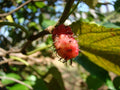 American Mulberry Seeds, Morus rubra, 50 Seeds for Planting, Deciduous Tree for Gardens and Wildlife Attraction