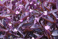 Purple Heart Wandering Jew Cuttings 4+ Tradescantia pallida Easy to Grow Houseplant