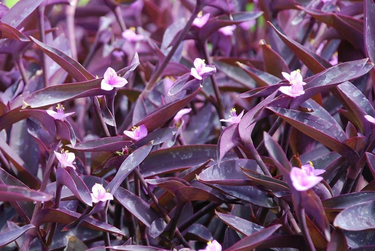 Purple Heart Wandering Jew Cuttings 4+ Tradescantia pallida Easy to Grow Houseplant