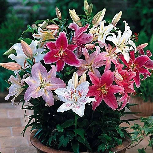 Mixed Oriental Lily Bulbs - 6 Fresh Bulbs for Garden Planting - Lilium orientalis - Easy to Grow, Fragrant Flowers