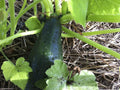 Black Beauty Zucchini Seeds 1 LB Non-GMO Summer Squash Cucurbita pepo Heirloom Variety