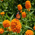 Milkweed Seeds - 100 Non-GMO Orange Tuberosa for Monarch Butterflies - Asclepias tuberosa - Perennial Flower Seeds