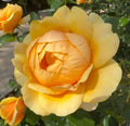 Unrooted Yellow Rose Cuttings - 3 Fresh 5-8" Long Rosa spp. for Propagation