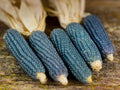 Blue Miniature Popcorn Seeds – Non-GMO Vegetable Seeds for Home Garden, Zea mays, Blue Kernels, Compact, Easy to Grow
