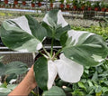 Philodendron White Princess Cutting - 1 Leaf/Node + Bonus - Philodendron erubescens