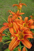 Orange Daylily Plant in Pot - Hemerocallis fulva, Vibrant Orange Flowers, Hardy Perennial, Easy Care Garden Plant