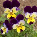 Johnny Jump Ups Seeds - 200 Organic Viola tricolor Seeds for Gardens & Pots, Attract Pollinators, USA Grown