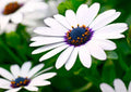 Cape Daisy Seeds - 30 Pack - Colorful Osteospermum African Daisy for Gardens & Containers