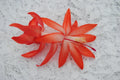 Christmas Cactus Starter Plant, Small Elise Variety, Schlumbergera Truncata, Healthy Well-Rooted Plant for Home Decor