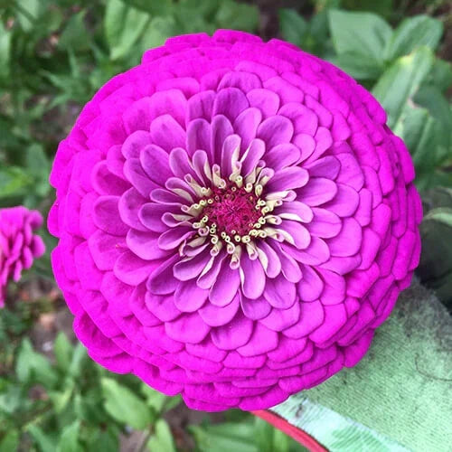 Zinnia Seeds - Pack of 20 - Purple Prince Variety - 5-Inch Deep Purple Flowers - Zinnia elegans for Garden, Borders, Containers