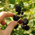 Set of 2 Live Ouachita Blackberry Plants – 4–6 Inch Tall, Soil-Wrapped Roots, Rubus fruticosus, High-Yielding, Disease-Resistant