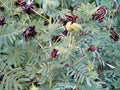 Illinois Bundleflower Seeds – Desmanthus illinoensis – Fern-Like Foliage, Native Perennial Plant, Wildflower Seeds, Full Sun, Free Shipping