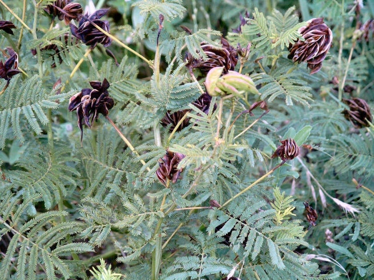 Illinois Bundleflower Seeds – Desmanthus illinoensis – Fern-Like Foliage, Native Perennial Plant, Wildflower Seeds, Full Sun, Free Shipping