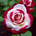 Bi-Color Rose Seeds - Red & White Heirloom Rosa spp. - Non-GMO Garden Planting Packet of 20 Seeds