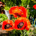 Poppy Seeds Pack of 500 - Prince of Orange Red Flowers - Oriental Perennial Papaver orientale Non-GMO