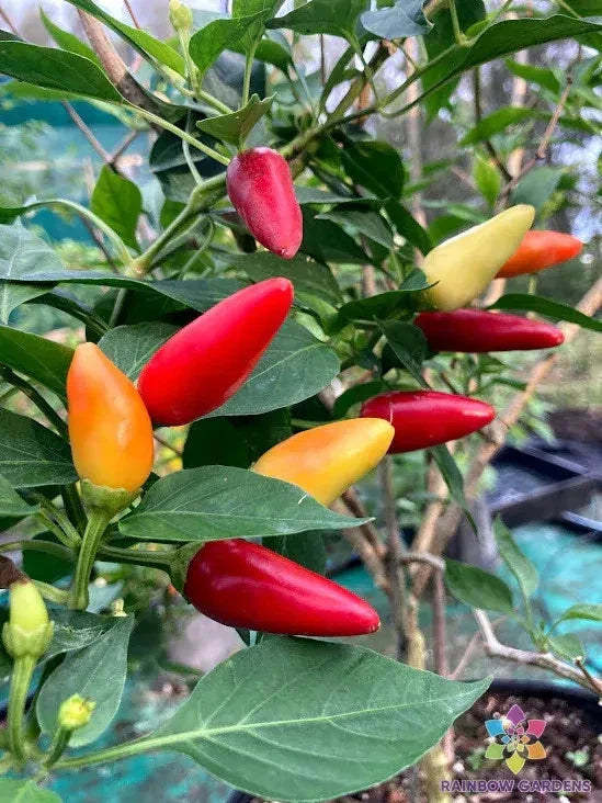 Purira Chile Hot Pepper Seeds – Capsicum annuum, Spicy Culinary Peppers, 25+ Pack for Garden Planting