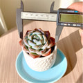 Rare Succulent 2.2" Bare Root Indoor Plant - Easy Care, Compact Home Decor