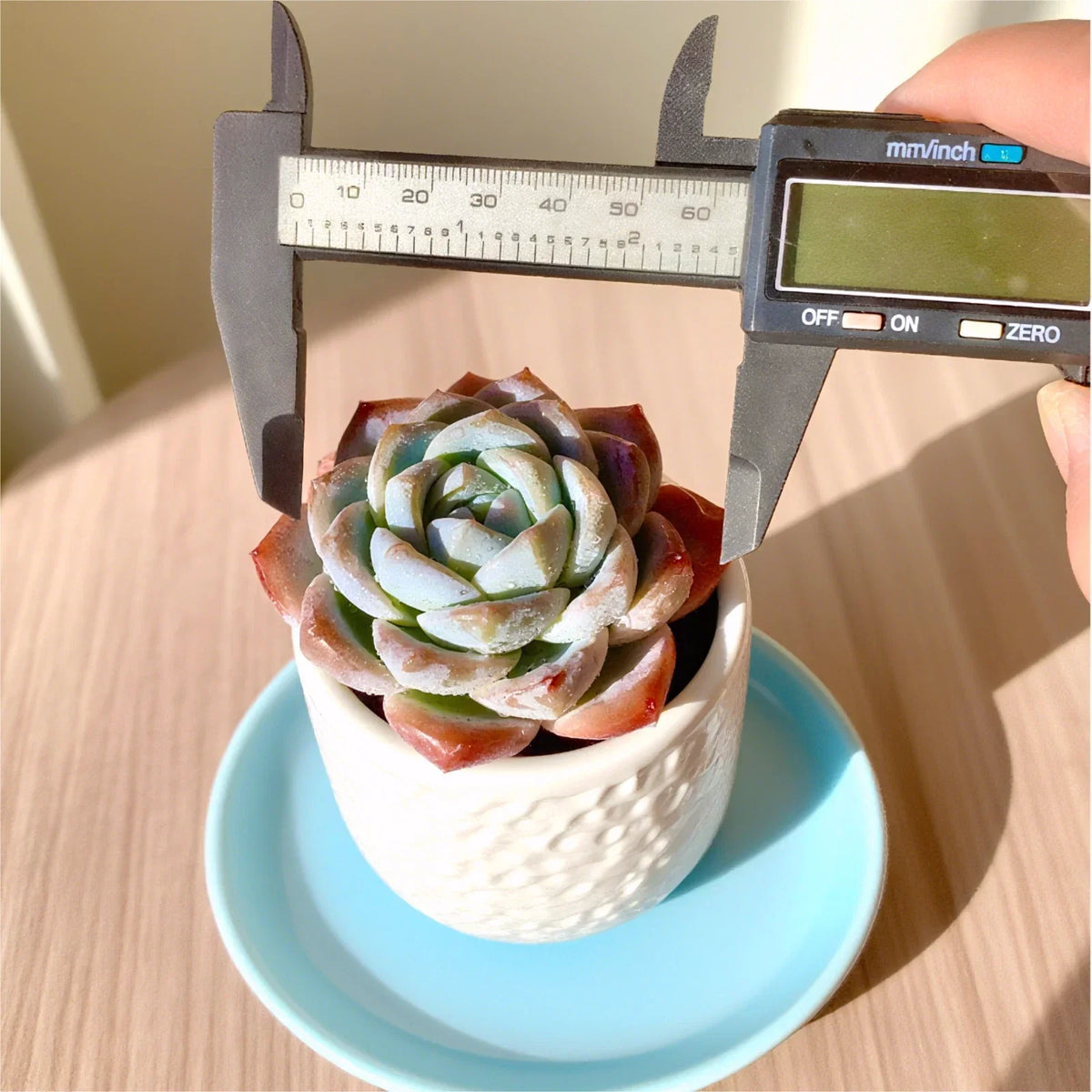 Rare Succulent 2.2" Bare Root Indoor Plant - Easy Care, Compact Home Decor