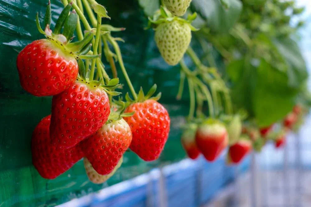 Everbearing Strawberry Seeds - 200+ Fragaria x ananassa - Red Fruit, Sweet, Juicy, Garden & Container Plant Seeds